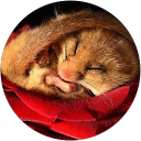 Meredith Meyers profile picture